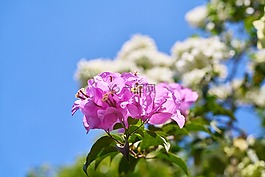 花卉,紫色,紫束
