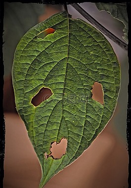 尖叫聲,愛德華蒙克,孟克