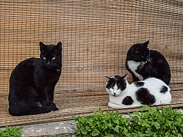貓,野性,貓的