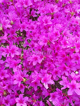 鮮花,花園,大自然