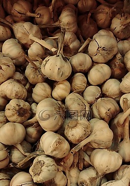 大蒜,蔬菜,香料