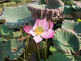 蓮花,花,泰國