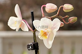 蘭花,花,開花