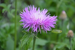 阿斯特拉,鮮花,動物區(qū)系