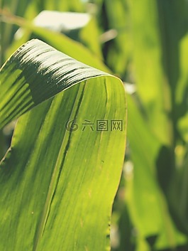 玉米,麥田,葉子