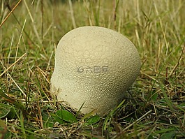蘑菇,吹球蘑,真菌物種