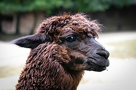 羊駝,動物,性質(zhì)