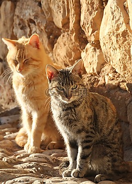 貓,動物,寵物