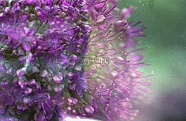 佛,花,佛教