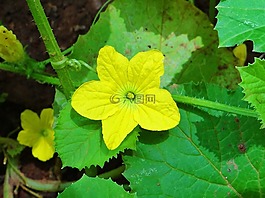 花,野花,达瓦