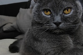 猫,宿醉,灰色的猫