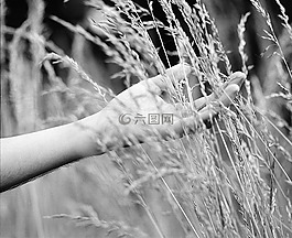 手,高大,草