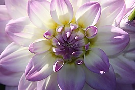 開花,紫,花