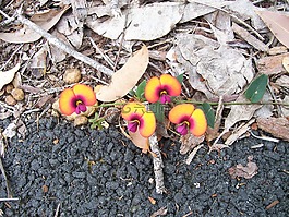 花,自然,黃色