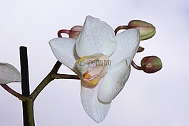 蘭花,花,開花