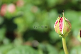 玫瑰,玫瑰綻放,芽