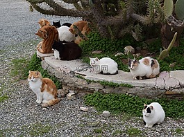 貓,野性,貓的