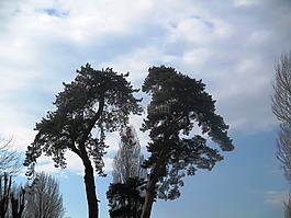 松,林冠,天空