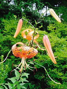 鮮花,百合,字段