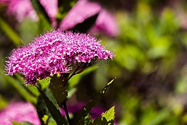 鮮花,紫,開花