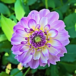 廠,嬌琴紗,花花園