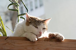 猫,伊斯坦布尔,狸花猫