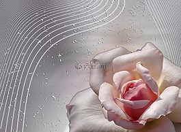 玫瑰,鮮花,玫瑰綻放