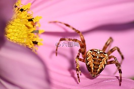 蜘蛛,花,开花