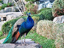 鳥,孔雀,野生動物
