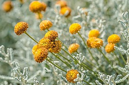 鮮花,黃色,廠