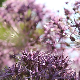 明星球韭菜,鲜花,紫