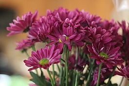 鮮花,紫色,紫色花