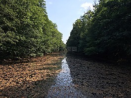 马祖,树,叶子