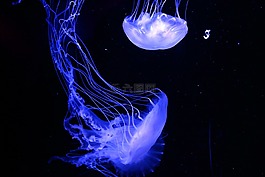 海蜇,動(dòng)物,水族館