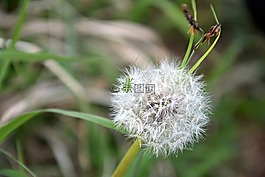 性質(zhì),廠,草