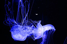 海蜇,水族館,水