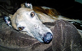 狗,動物,長途汽車