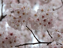 花,樱桃,开花