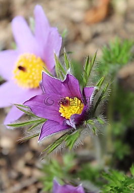 pasque 花,花,開花