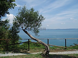 橄,樹,景觀