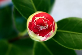 鮮花,按鈕,山茶花