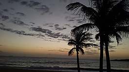 黃昏,海灘,椰子樹