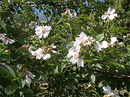 玫瑰果,鮮花,夏季