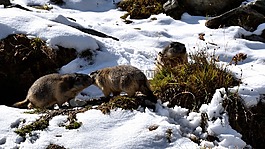 旱獭,雪,性质
