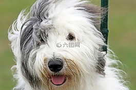警报,狗,毛