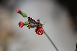 美麗,紅色,鮮花