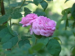 玫瑰果,鮮花,粉紅色