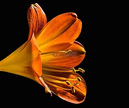 花,弼,fotoshop