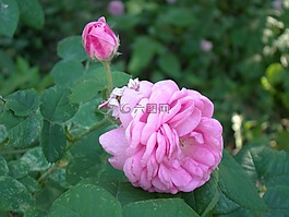 玫瑰果,鮮花,粉紅色