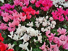 仙客來,紫羅蘭色,鮮花